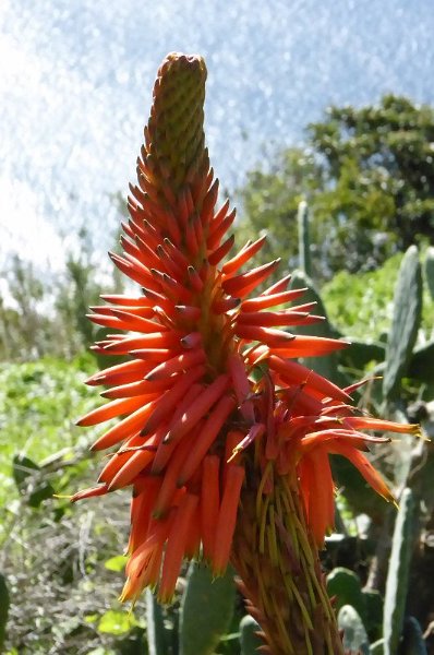 Madeira 2014 098